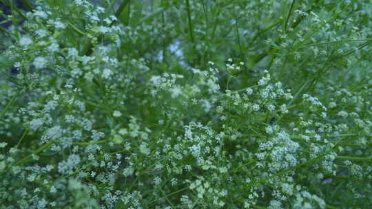 田间菜地 自然 生活 悠闲 惬意