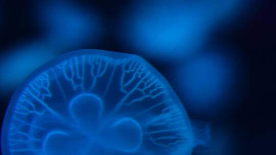 海洋生物水母游动