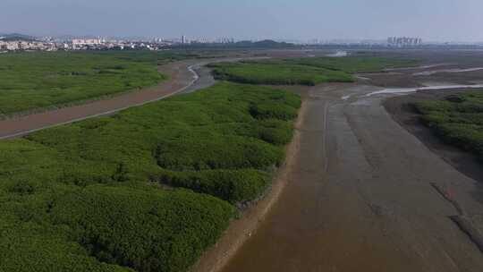 泉州河口湿地红树林