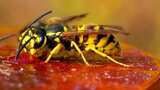 黄蜂品尝蜂蜜的微距特写镜头高清在线视频素材下载
