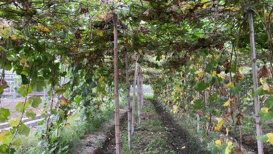 种植丝瓜大棚4K实拍视频视频素材模板下载