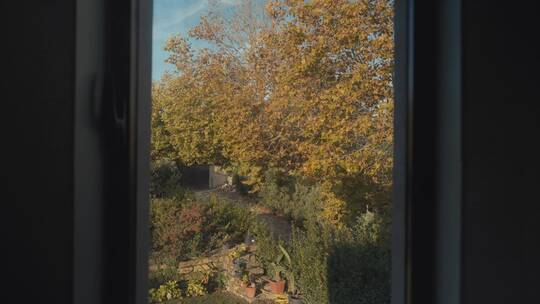 秋天来了叶子黄了树木树叶 (1)视频素材模板下载