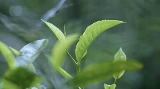 茶山云海自然河山川森林古树植物青苔生态