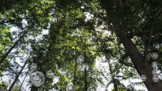 夏日阳光穿透树林阳光明媚