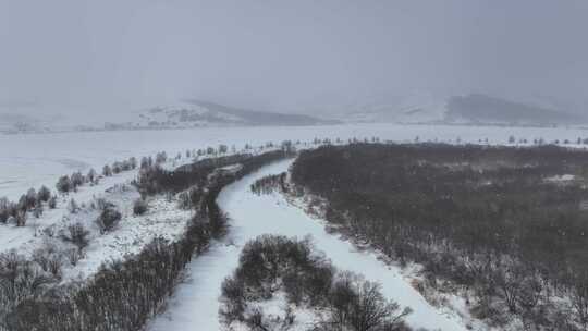 大兴安岭春天湿地红柳雪花飘落