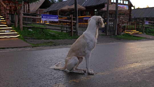 迷茫的猎狗在村庄里蹲坐着
