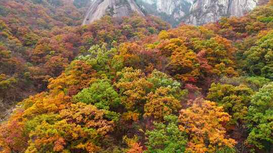 秋季森林自然风景实拍