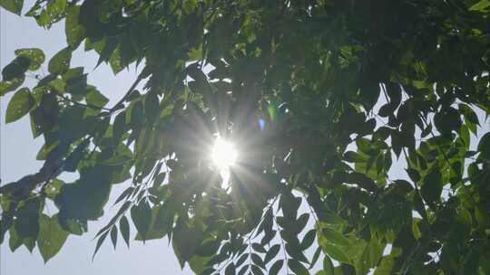 重庆夏季阳光森林空镜