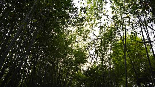 仰拍竹林