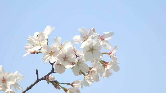 湖北武汉春季樱花盛开