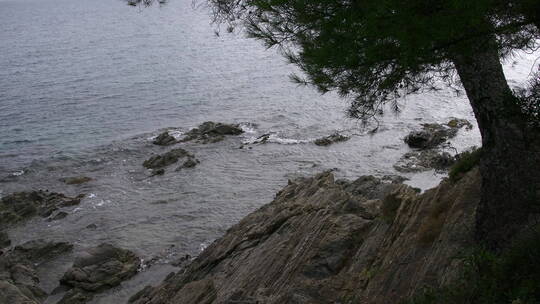 海浪拍打着长着斜松的海岸岩石视频素材模板下载