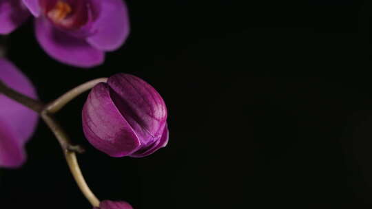 盛开的紫花的延时摄影