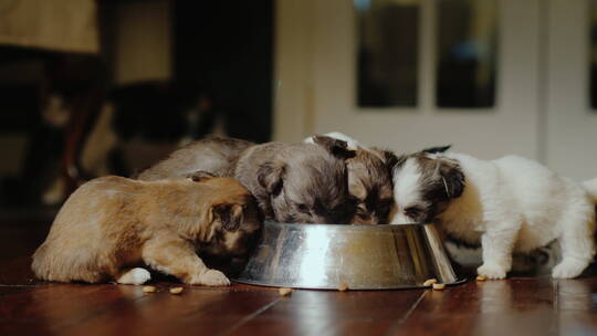 一群小狗在吃碗里的食物