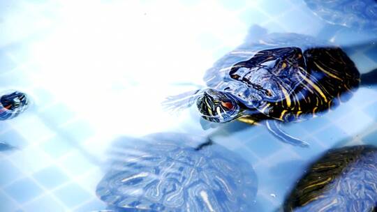 年轻的海龟在游泳