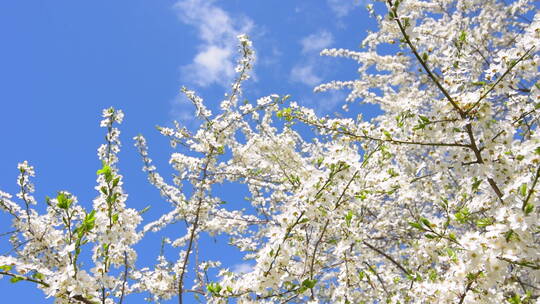 春天蓝天白云花朵