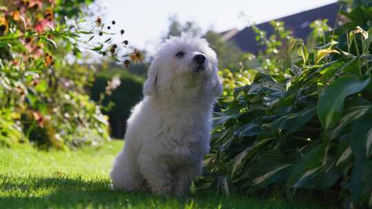 狗，花园，Coton De Tulear