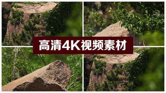 森林里的巨石 悬崖峭壁 樱桃树视频素材模板下载