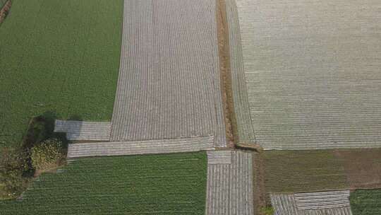 千亩萝卜种植基地