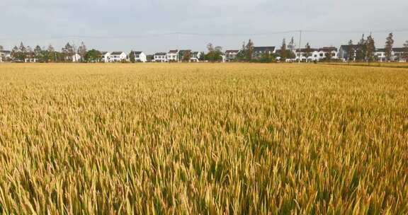 金黄稻田与远处民居景观