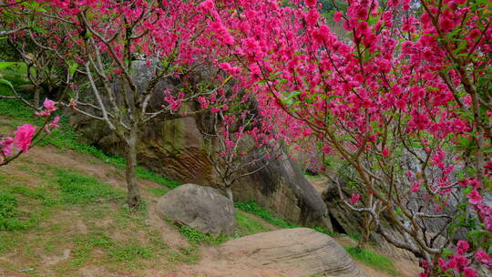 桃花林 树林 春暖花开 桃花坞 桃花园