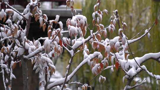 济南雪后的护城河，老城区黑虎泉泉水景观