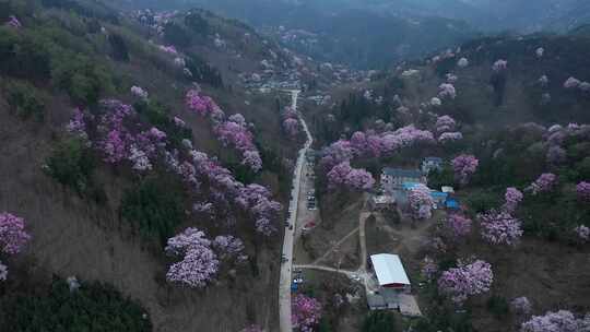 4k四川吴家后山辛夷花大场景航拍合集