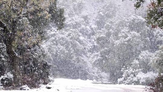 落雪，篱笆，树