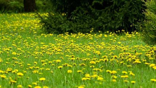 长满了黄色小蒲公英的草甸