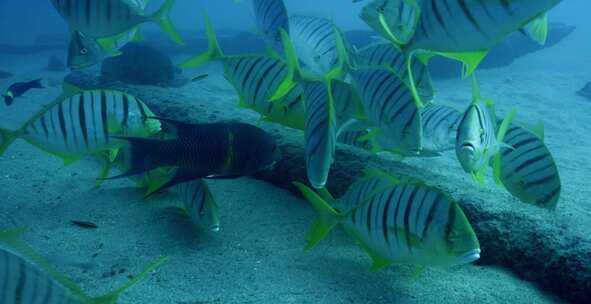 Golden Trevally，鱼，水下