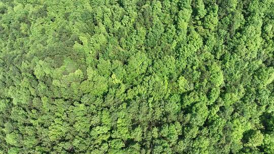俯拍森林俯拍树林俯视山峰树木绿色生态环境视频素材模板下载