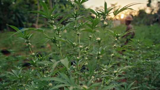 Weed Farm，大麻，拉斯塔法里，牙