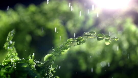 雨点打在树叶上