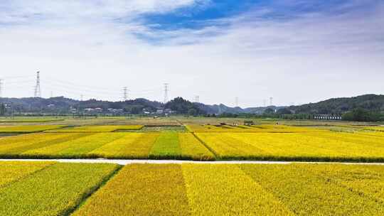 4k长沙隆平稻作公园秋收稻田航拍