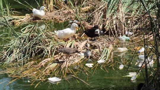 污染河流中的鸭子