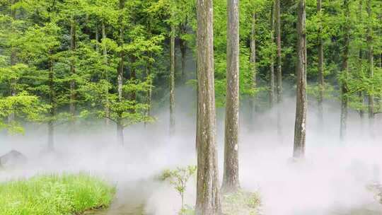 烟雾森林精灵失落的秘境