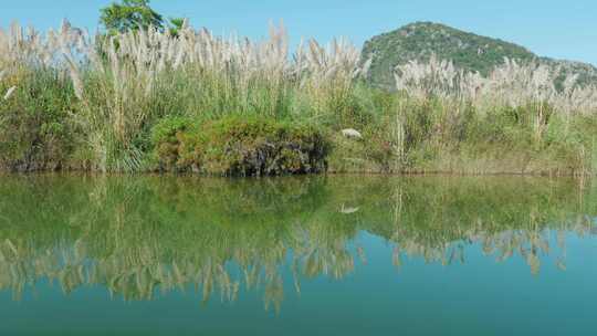 丘北普者黑秋季水杉 倒影