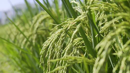 稻田中成熟的水稻