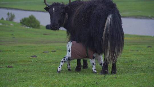 草原上的小牦牛在母牛肚子下吃奶视频素材模板下载