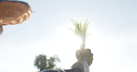 农民手握着一束秧苗向着阳光