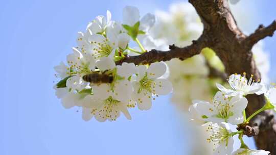春天阳光下盛开的白色梨花蜜蜂采蜜视频素材模板下载