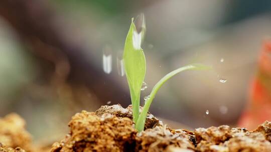 4k实拍水滴植物种子生根发芽出土视频素材模板下载