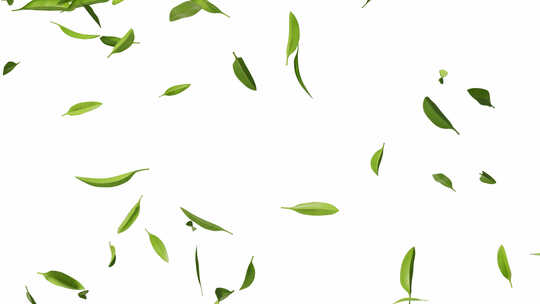 带透明通道的飘动的绿色茶叶三维渲染