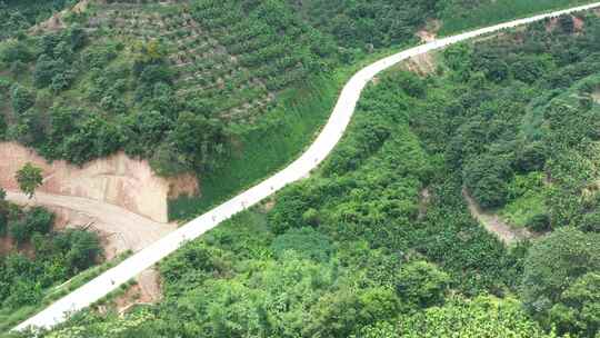 金柚丰收密柚种植基地