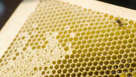 金黄色的蜂巢流出金黄色的蜜视频素材模板下载