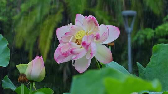 夏天雨水荷塘荷花荷叶雨滴雨景视频素材模板下载