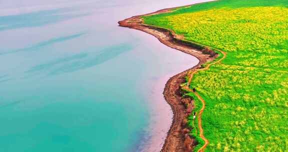 长沙湘府路大桥油菜花航拍