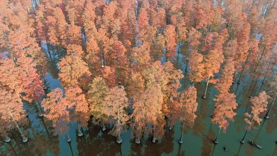 秋日武汉涨渡湖湿地红色水上森林水杉