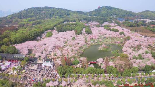 【航拍】东湖樱花园10（2021.04.05）