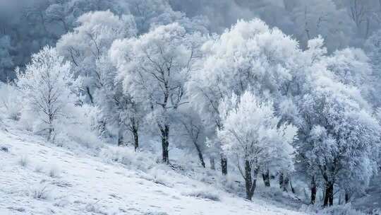冬日森林雪景雾凇景观林海雪原东北沁园春雪