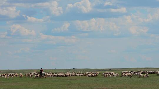 内蒙古草原上的羊群